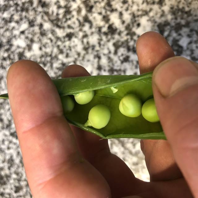 Petits pois frais — ingredients Le&nbsp;Tri‑Marrants